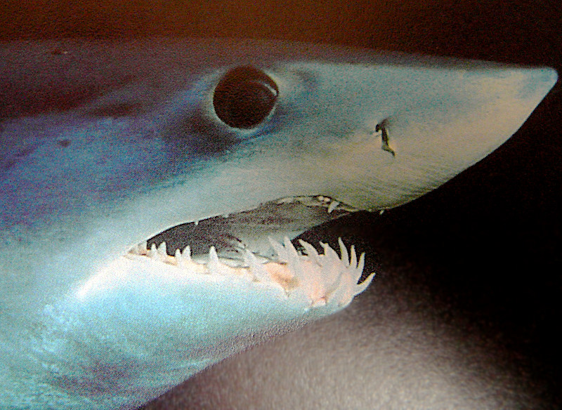 Shortfin mako shark  Isurus oxyrinchus  closeup