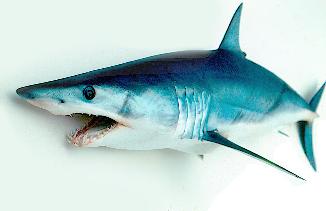 Shortfin mako shark closeup
