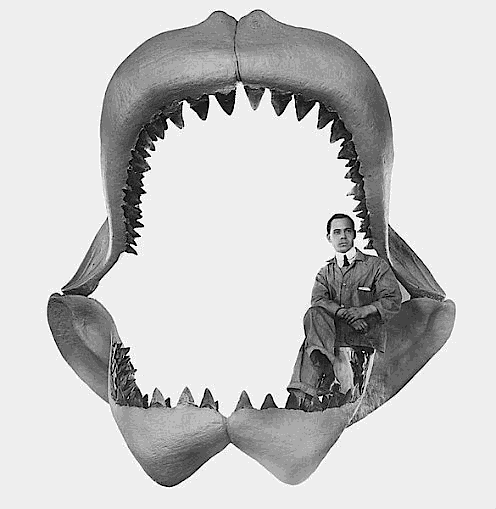 Megalodon shark jaws