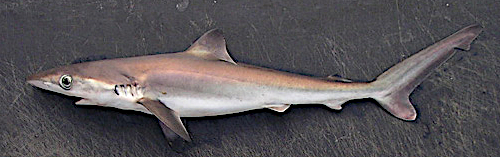 Night Shark  Carcharhinus signatus
