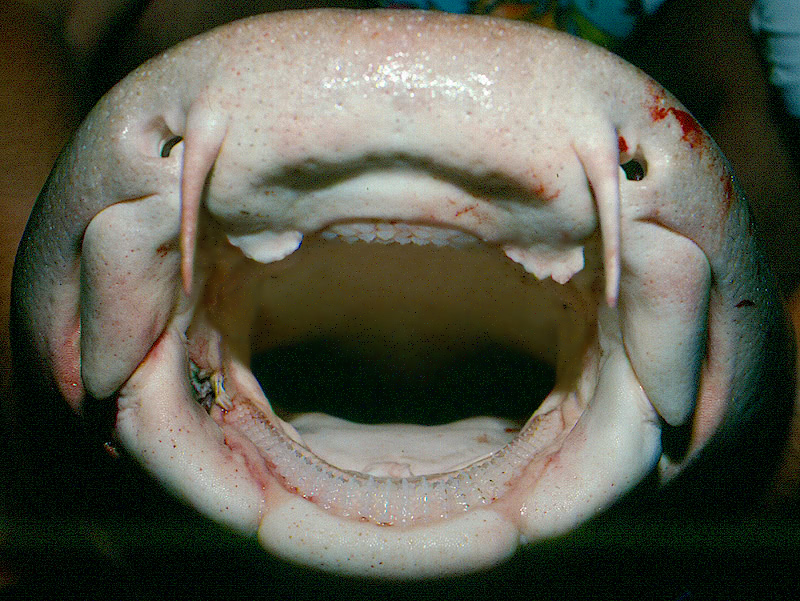 Nurse Shark mouth