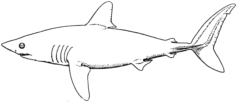 Porbeagle Shark lineart