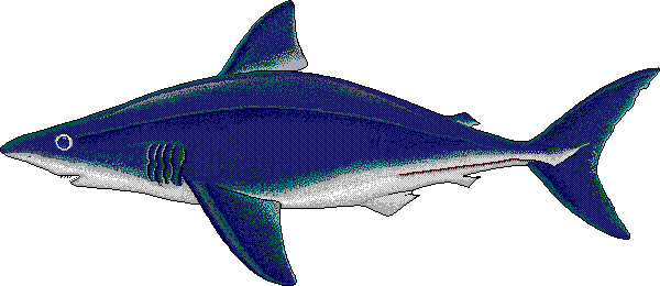 Porbeagle shark  Lamna nasus