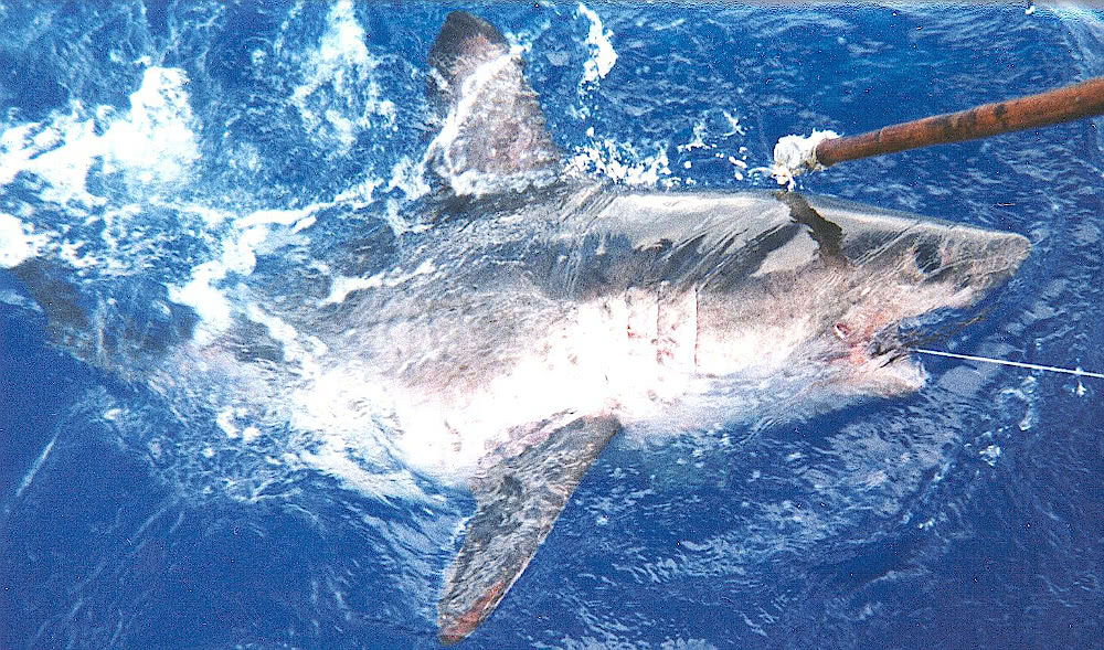 Salmon Shark  Lamna ditropis