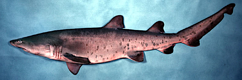 Sand tiger shark  Carcharias taurus