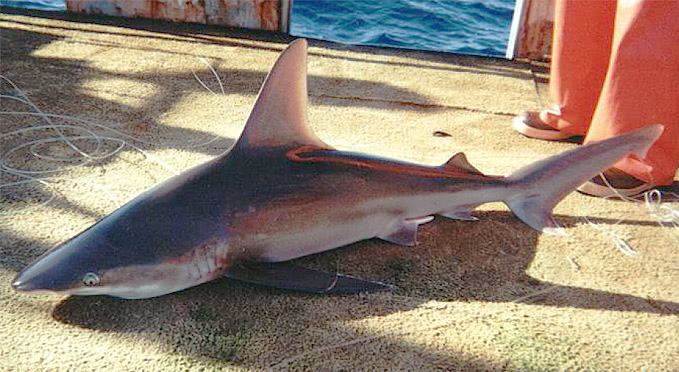 Sandbar Shark  Carcharhinus plumbeus