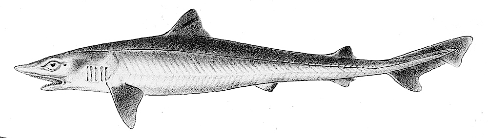 School shark  Galeorhinus galeus