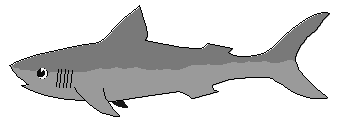 cute shark 2
