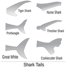 ANIMALS / AQUATIC / SHARK / SHARK DIAGRAMS @ WPClipart