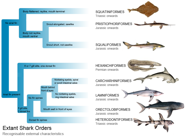 Extant Shark Orders