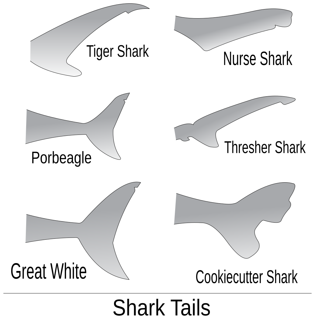 Shark tails