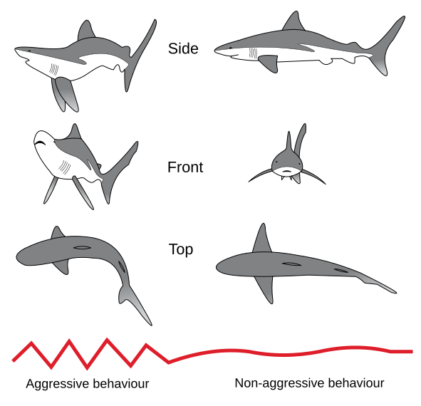 Shark threat display