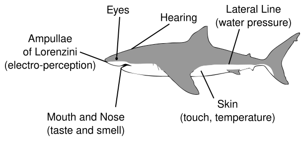 shark senses