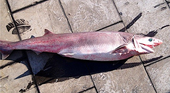 Sharpnose sevengill shark  Heptranchias perlo