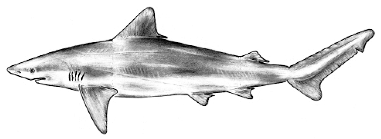 Shorttail shark  Carcharhinus porosus