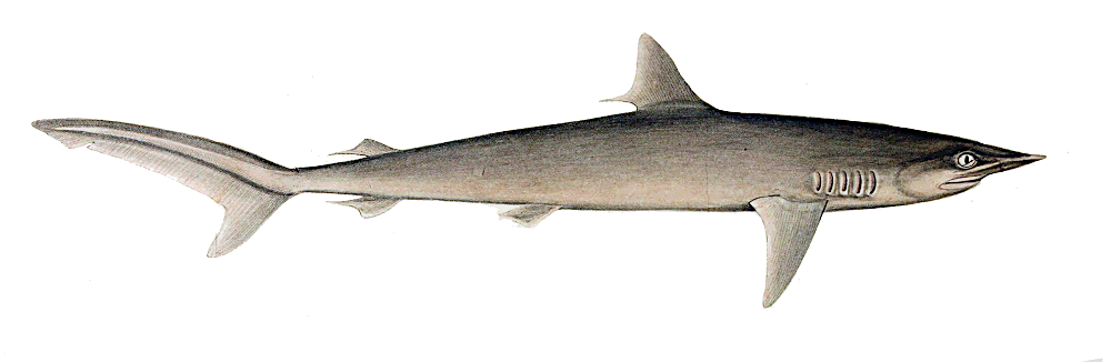 Silky Shark illustration