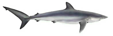 Silky shark  Carcharhinus falciformis