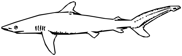 silky shark