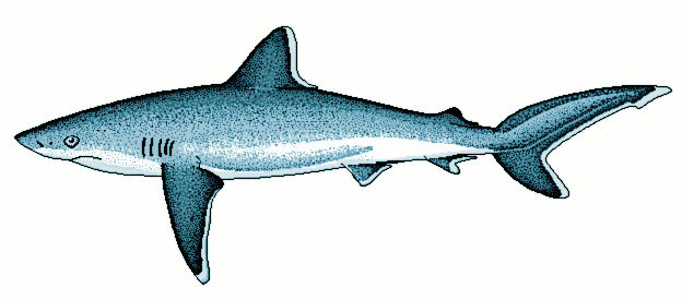 Silvertip shark  Carcharhinus albimarginatus