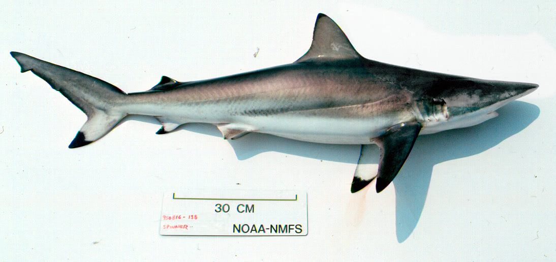 Spinner shark 2