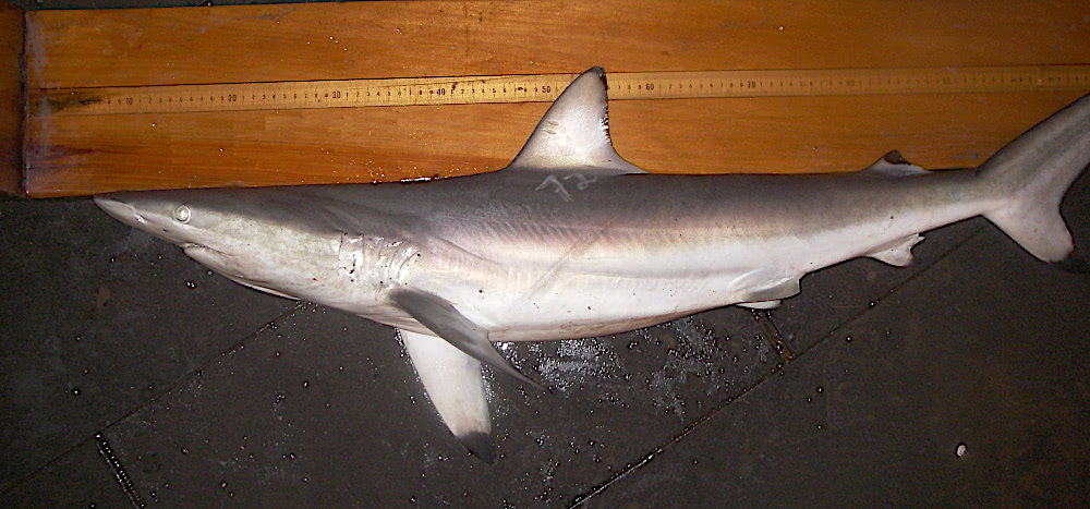 Spinner shark  Carcharhinus brevipinna