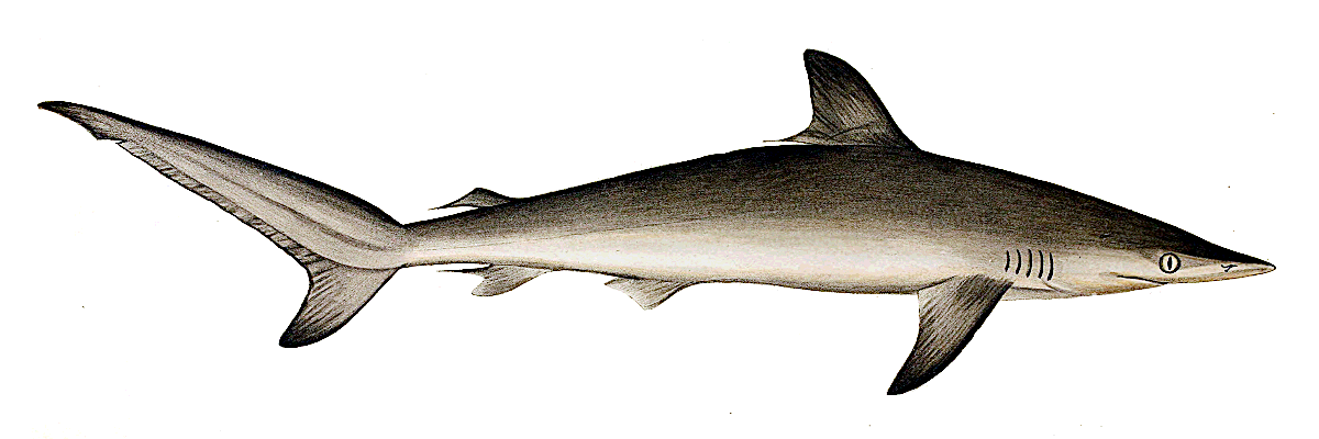 Spottail shark  Carcharias sorrah