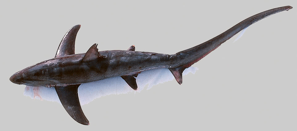 Thresher shark  Alopias vulpinus