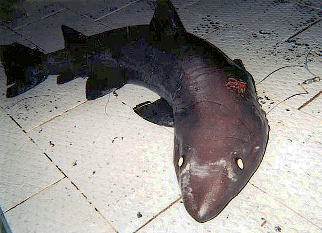Bigeye sand tiger shark  Odontaspis noronhai