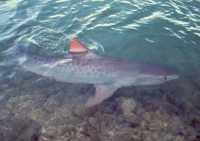 Tiger shark in shallows