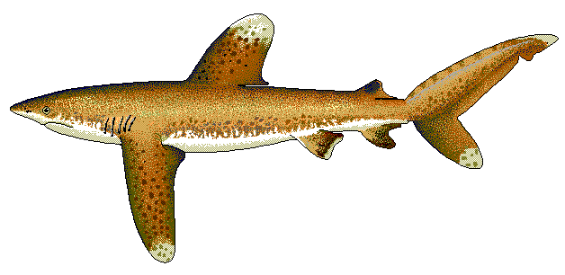 Oceanic whitetip shark 2