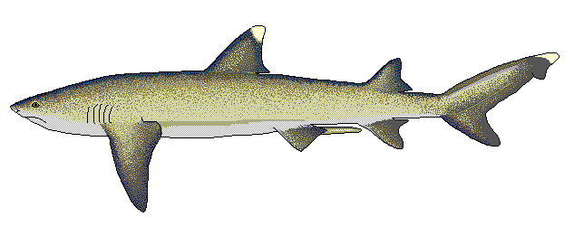 Whitetip reef shark  Triaenodon obesus