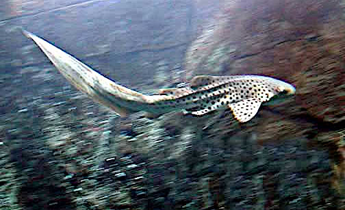 Zebra shark  Stegostoma fasciatum