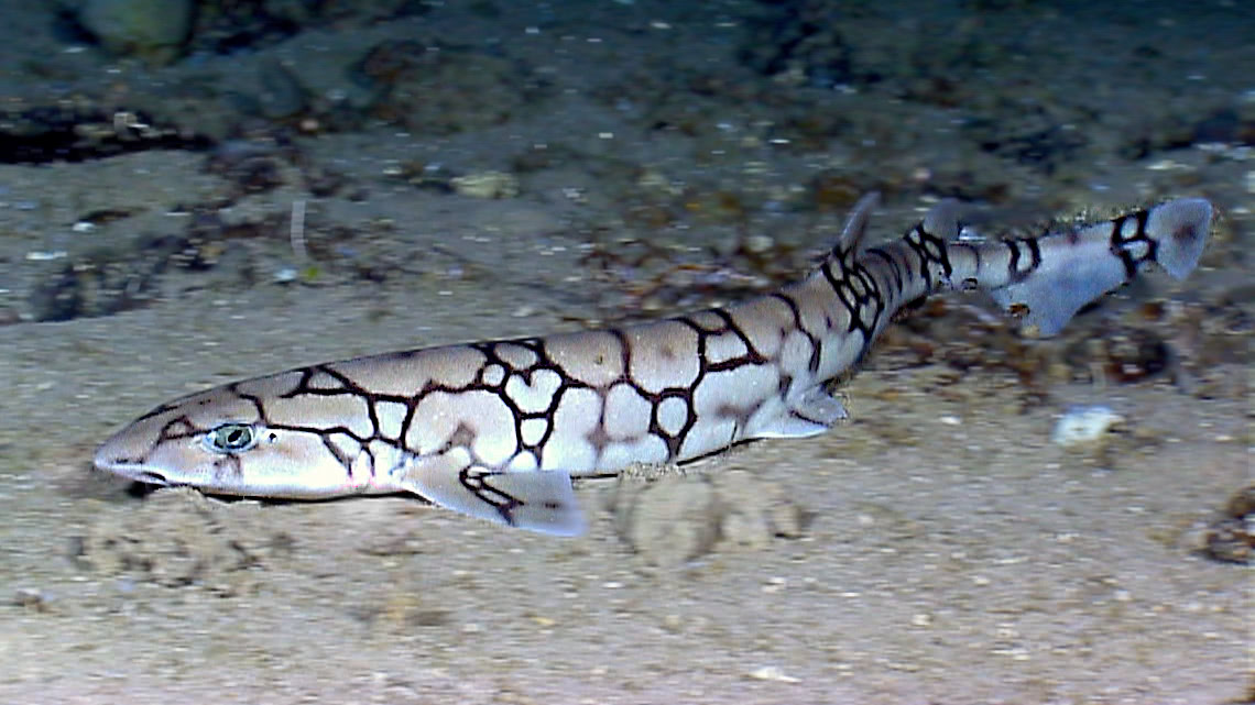 Chain catshark  Scyliorhinus retifer