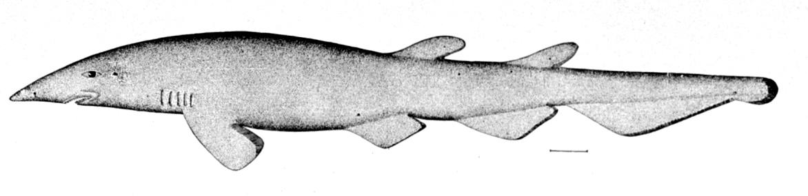 Deepwater catshark  Apristurus profundorum