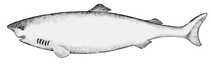 greenland shark