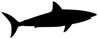 shark silhouette 7