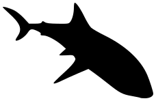 shark silhouette 9