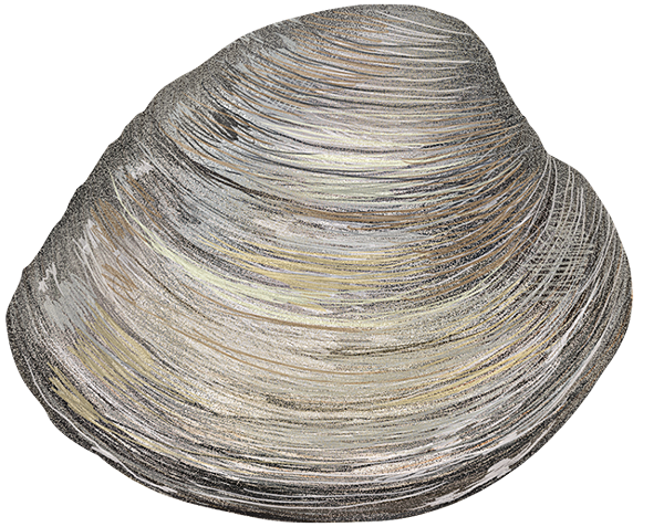 hard clam northern quahog