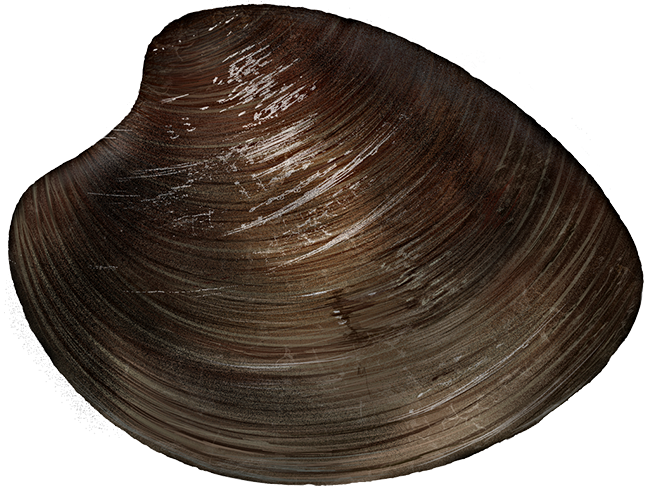 hard clam ocean quahog