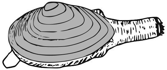 long neck steamer clam