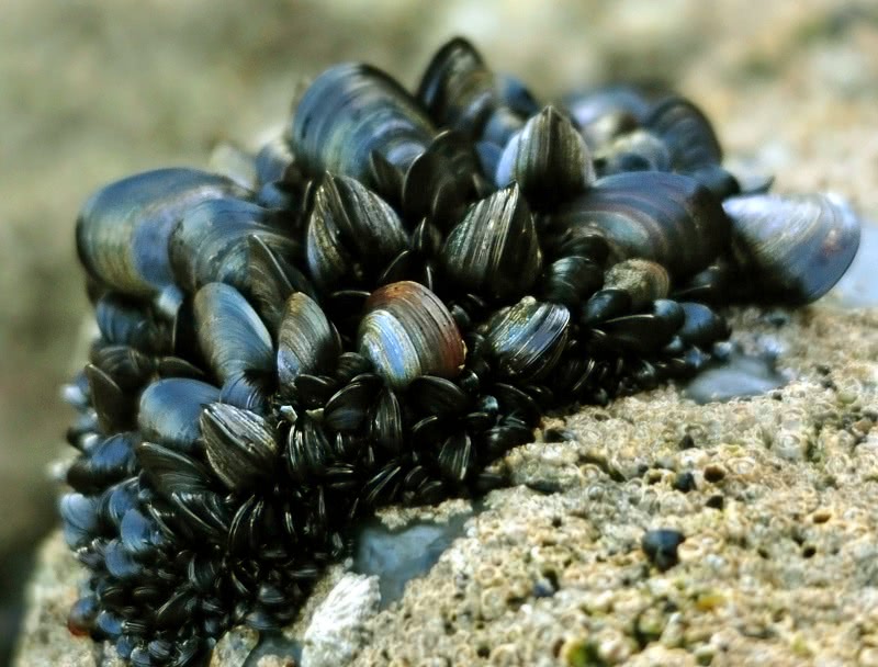 Blue mussel clump