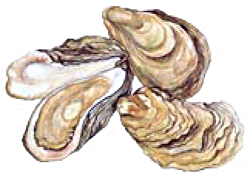 Oysters isolated