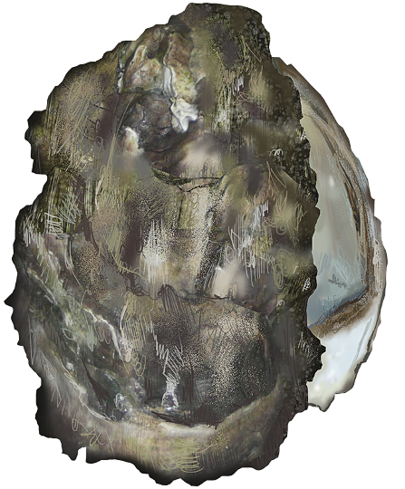 Pacific oyster  Crassostrea gigas