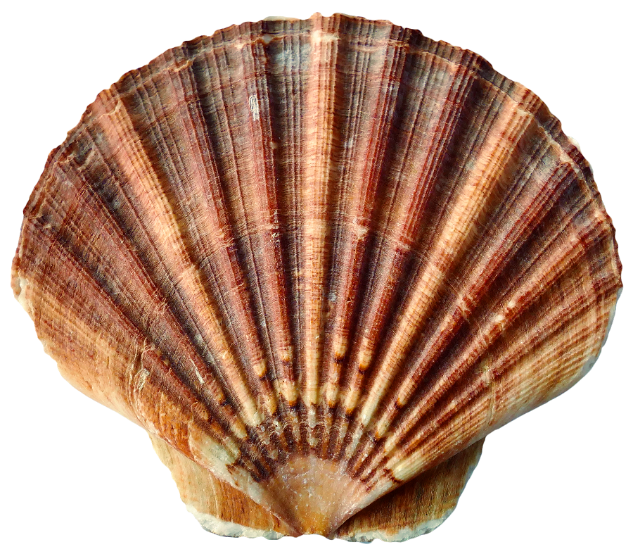 scallop photo isolated