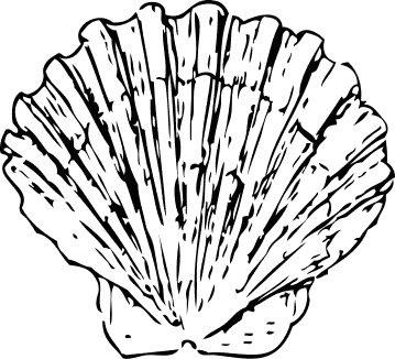 scallop shell 1