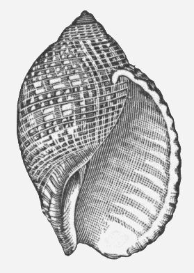 tun shell