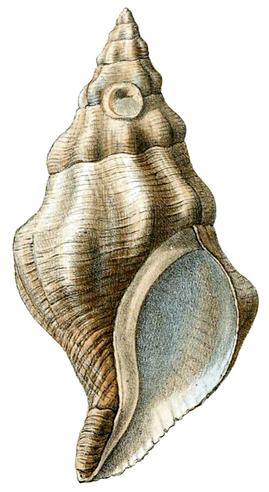 Kelletia kelletii shell