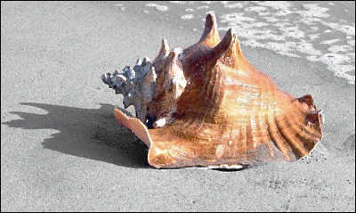 Whelk on beach