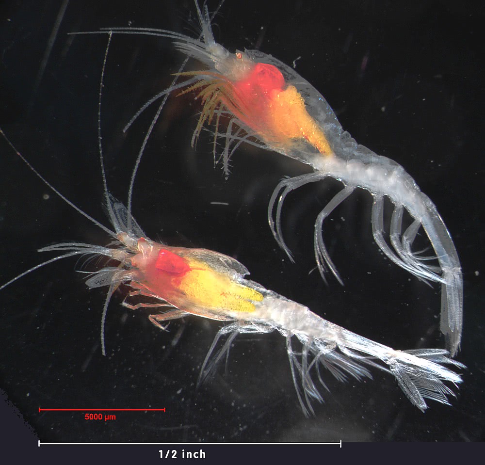 Northern Ambereye shrimp  Hymenodora glacialis