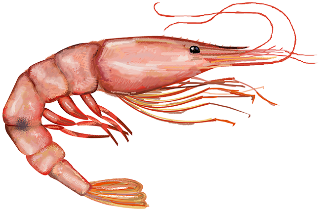 Pink shrimp  Farfantepenaeus duorarum